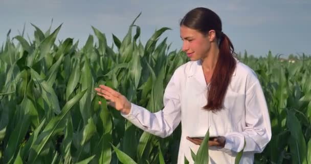 農家の女性が屋外で緑のトウモロコシの葉をチェックし 白いコートを着ているビデオ — ストック動画