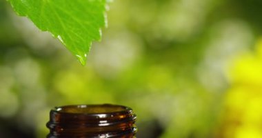 su damlaları, kokular ve kokular sağlıklı yaşam ve spa için aromaterapi temel yağlar karışımı. Güzellik kavramı. güzel kokulu esans. bir yaprak özü damla düşme havuzu Sağlık Merkezi