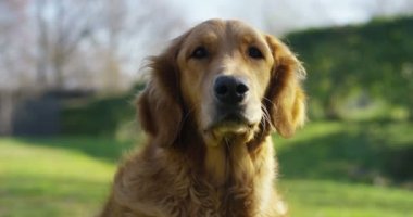 Güzel bir Golden Retriever köpeğinin portresi, soyağacı ve güzel bir paltoyla daha yeni fırçalandı. Saf köpek, yeşillik ve kamerayla çevrili. Güzelliği, yumuşaklığı, soyağacı kavramını..