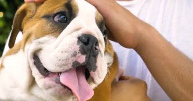Güzel beyaz kahverengi İngilizce oturma çimen, el okşayarak köpek, Doğa arka plan üzerinde bulldog.