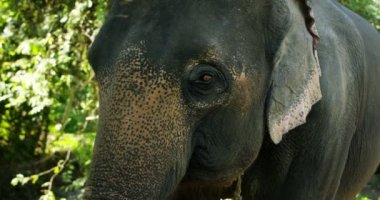 Bir fil, savannah, Afrika'da yaşayan büyük hayvan portresi birçok filler görmek için bir safari ödemek için gidin. Kavramı: hayvanlar, vahşi, doğa sevgisi.