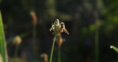 doğada arı bir makro yavaş çekimde bir çiçek pollinating. büyülü doğa ve harika hayvanlar. Doğa ve dünyayla bağlantı kavramı .
