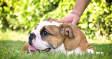 Güzel beyaz kahverengi İngilizce oturma çimen, el okşayarak köpek, Doğa arka plan üzerinde bulldog.