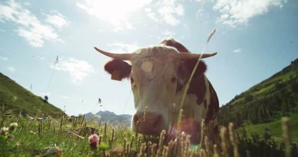 Sur Ferme Plume Pour Une Promenade Libéré Beau Troupeau Vaches — Video