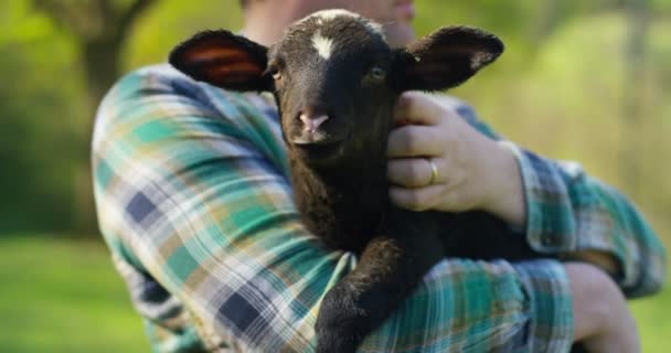 Ένας Νέος Αγρότης Κρατώντας Ένα Μαύρο Αρνί Νέοι Cub Έχει — Αρχείο Βίντεο
