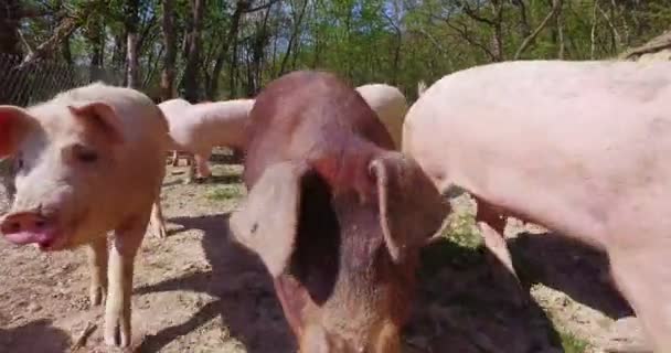 Nella Fattoria Bei Maiali Gruppo Rosa Marrone Sono Stati Lasciati — Video Stock