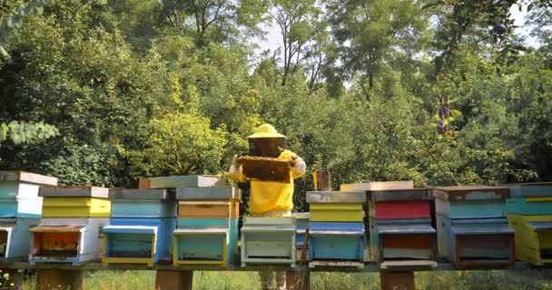 养蜂人在养蜂人的野兽中照看蜜蜂 大量蜂蜜 纯天然产品 有用的产品 黄色金色蜂蜜 — 图库视频影像