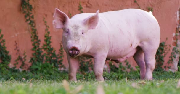 Ένα Γουρούνι Κουτάβι Ένα Κήπο Από Ένα Αγρόκτημα Ενός Αγρότη — Αρχείο Βίντεο