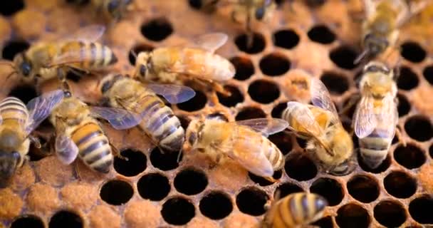 Der Imker Kümmert Sich Einem Schützenden Bienenstock Bienen Waben Viel — Stockvideo