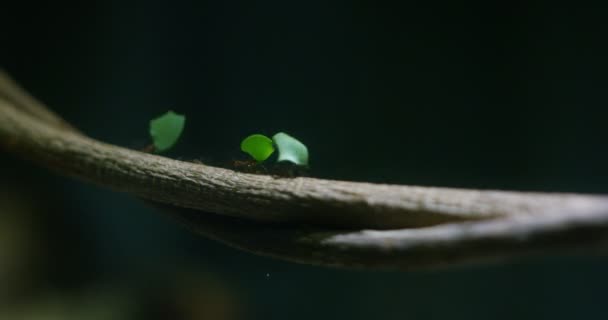 Slow Motion Shot Leaf Cutter Myror Atta Transporterar Bitar Bladen — Stockvideo