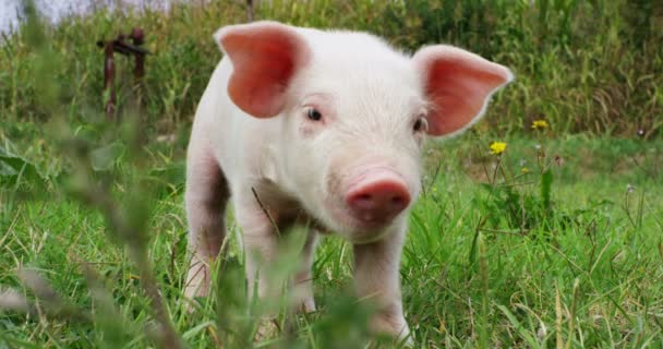 Cachorro Cerdo Jardín Una Granja Agricultor Trajo Sano Orgánico Para — Vídeo de stock