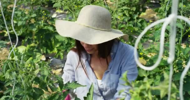 Câmera Lenta Vídeo Agricultor Mulher Chapéu Verificando Folhas Verdes Plantação — Vídeo de Stock