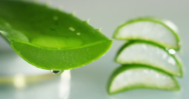 Composição Aloe Vera Conceito Creme Beleza Derivado Aloés Medicina Natural — Vídeo de Stock