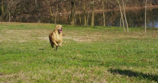美丽的金毛猎犬坐在草地上 慢动作地玩耍着 跑着摇尾巴 — 图库视频影像