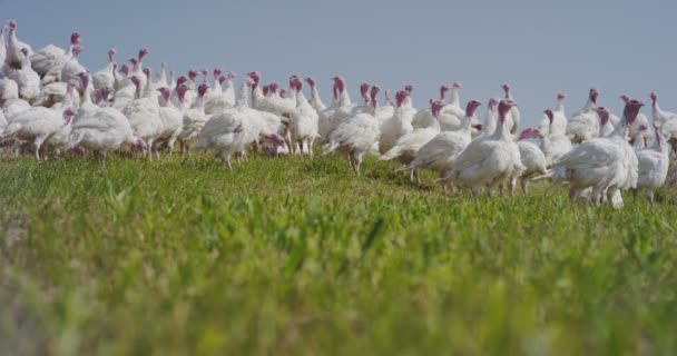 Krůty Žijí Venkově Pecku Jídlo Vychutnávat Venku Čistit Horami Pozadí — Stock video