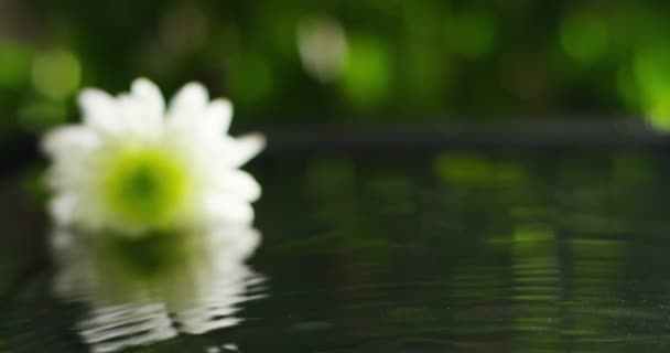 Mélange Huiles Essentielles Avec Des Gouttes Eau Des Parfums Des — Video