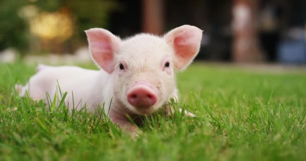 농부의 농장의 정원에서 강아지 돼지에 가져온 유기농 그것은 있도록 올바른 — 비디오