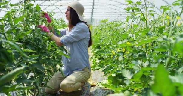 Video Van Boer Vrouw Agrarische Groene Huis Met Groeiende Planten — Stockvideo