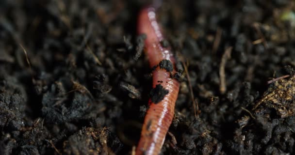 Makro snímek červy a larvy, které se pohybují v úrodné půdě, se používají k hnojení půdy a aby bylo vhodné pro plodiny. zvířata použitá jako návnada v lovu lovit ryby. Koncept: biologie, úrodnost půdy.