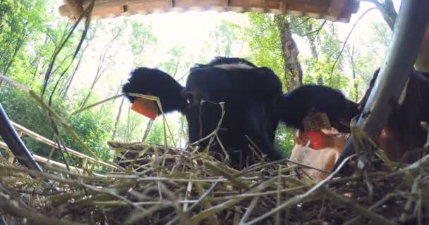 Fazenda Caneta Belas Vacas Têm Uma Coloração Preta Branca Comendo — Vídeo de Stock