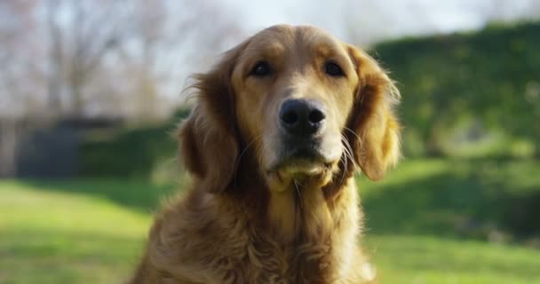 Portret Van Een Prachtige Golden Retriever Hond Met Een Stamboom — Stockvideo