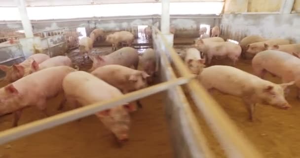 Fazenda Grupo Belos Porcos Rosa Marrom Foram Deixados Sair Para — Vídeo de Stock