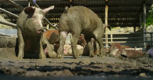 Finca Grupo Hermosos Cerdos Rosa Marrón Fueron Dejados Salir Dar — Vídeos de Stock
