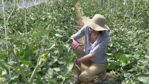 Een Mooi Meisje Een Stro Hoed Gaat Kijkt Naar Plantage — Stockvideo