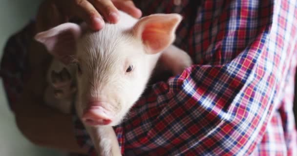 Porco Cachorro Jardim Uma Fazenda Fazendeiro Trouxe Saudável Orgânico Para — Vídeo de Stock