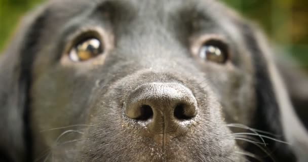 Bel Labrador Nero Seduto Sull Erba Mano Accarezzando Cane Sfondo — Video Stock