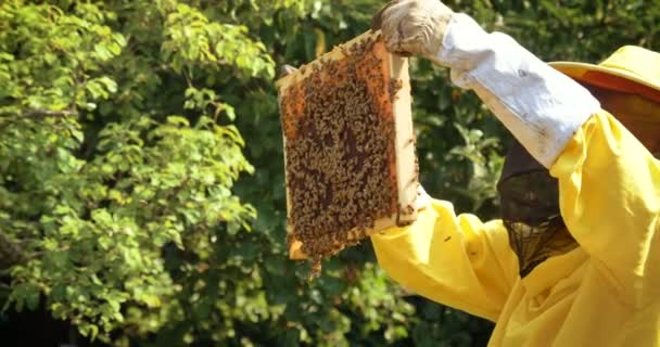 Beekeeper Looks Bees Honeycombs Lot Honey Protective Beekeeper Beast Concept — Stock Video