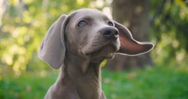 Porträtt Weimaraner Rasen Valp Ser Rummet Begreppet Djur Renrasiga Weimaraner — Stockvideo