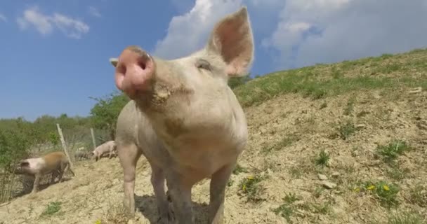 Фермі Були Випущені Красиві Свині Рожеві Коричневі Прогулянок Вздовж Гірського — стокове відео