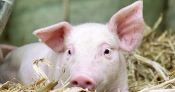 Pig Cute Newborn Standing Grass Lawn Concept Biological Animal Health — Stock Video