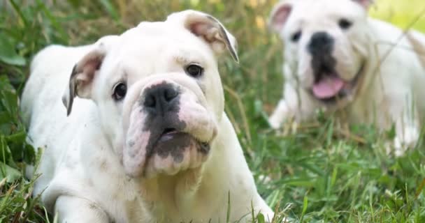 两只美丽的白色英国斗牛犬 美丽的脸 在草地上玩耍 大自然的背景 — 图库视频影像