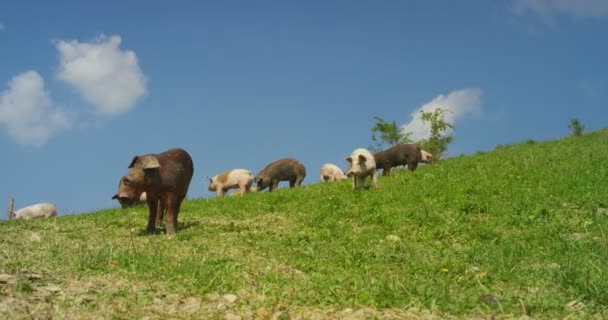 在农场里 一群漂亮的猪 粉红色 被放出去沿着山坡散步 在山坡和树木的背景下 概念是 — 图库视频影像