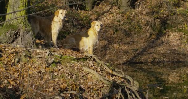 血統とちょうどブラッシング良いコートを持つ美しいゴールデンレトリバー犬の肖像画 純血種の犬は緑に囲まれ カメラに見えます 概念の美しさ 柔らかさ — ストック動画