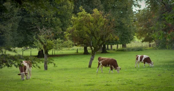 Jeune Vache Lait Brun Blanc Debout Regardant Directement Caméra Dans — Video