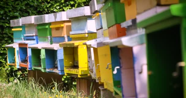 養蜂家は蜂 蜂の巣 保護養蜂家の獣で 蜂蜜の多くの後に見えます コンセプト ミツバチの巣箱 純粋な天然物 役に立つ製品 黄色金色のハチミツ 勤勉なミツバチの群れ — ストック動画