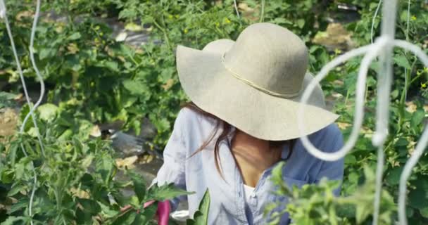 Câmera Lenta Vídeo Agricultor Mulher Chapéu Verificando Folhas Verdes Plantação — Vídeo de Stock