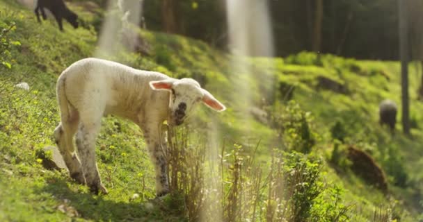 A la ferme, un petit agneau blanc dans la nature, sur fond d'herbe et d'arbres, le concept : écologie, élevage, bio, agriculture .