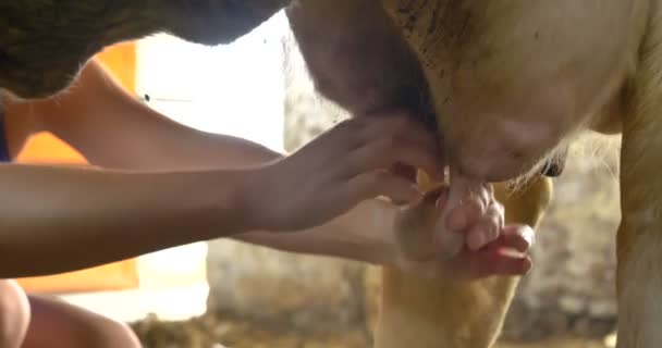 ペンの農場で美しい牛に草を食べて 白い黒い着色があるし 干し草 銃口のクローズ アップ鼻概念生態学 バイオ製品 牛乳生産 動物愛 — ストック動画