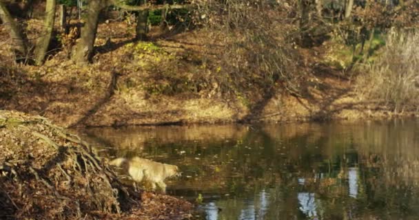 一个漂亮的金毛猎犬的肖像 它的血统和一件漂亮的外套刚刚刷过 这只纯种的狗被绿色包围着 看上去像个摄影师 概念美 — 图库视频影像