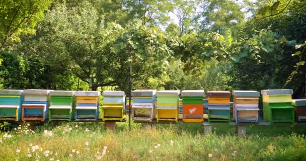 Apiculteur Occupe Des Abeilles Des Rayons Miel Beaucoup Miel Dans — Video