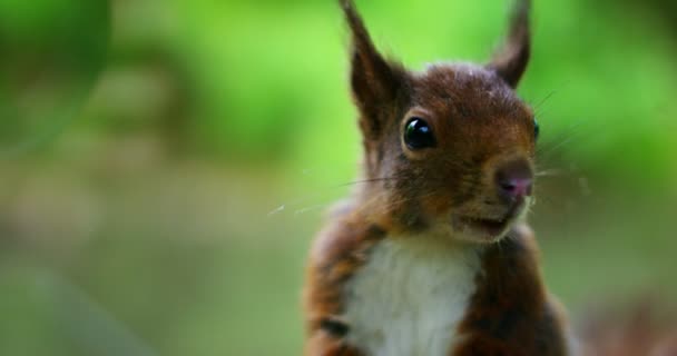 Ein Eichhörnchen Frisst Das Futter Und Sieht Sich Zeitlupe Einem — Stockvideo