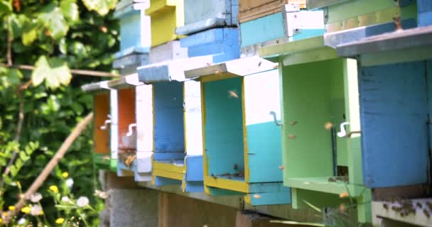 Μελισσοκόμος Φροντίζει Τις Μέλισσες Κυψέλες Πολύ Μέλι Προστατευτική Μελισσοκόμου Θηρίο — Αρχείο Βίντεο