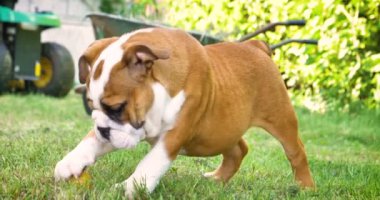 Güzel beyaz kahverengi İngilizce bulldog, çimenlerin üzerinde eğleniyor güzel yüz