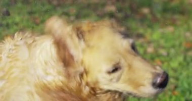 Güzel bir Golden Retriever köpeğinin portresi, soyağacı ve güzel bir paltoyla daha yeni fırçalandı. Saf köpek, yeşillik ve kamerayla çevrili. Güzelliği, yumuşaklığı, soyağacı kavramını..