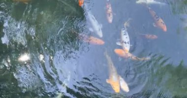 Yüzme Koi balıklar Pond Jinli veya nishikigoi yavaş hareket videosu