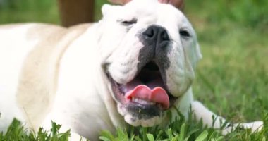 güzel beyaz İngilizce bulldog, güzel yüz, çim, arka plan doğa